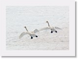 Laulujoutsen_whooper swan2 * 1504 x 1062 * (1.54MB)